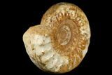 Jurassic Ammonite (Kranosphinctites?) Fossil - Madagascar #181816-2